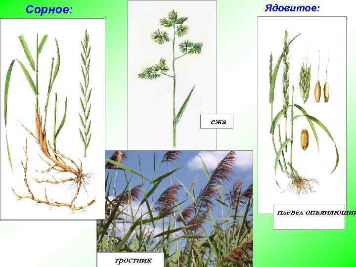 Ядовитое: Сорное: ежа пырей плевел опьяняющий тростник 