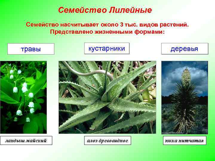 Семейство Лилейные Семейство насчитывает около 3 тыс. видов растений. Представлено жизненными формами: травы ландыш