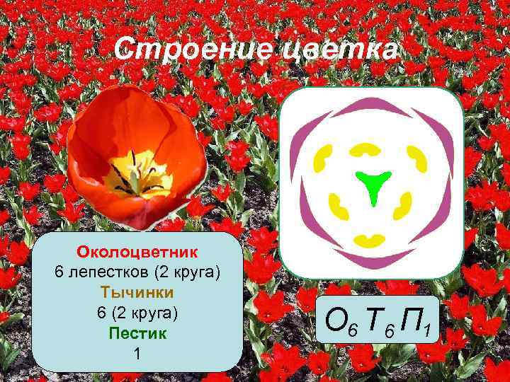 Строение цветка Околоцветник 6 лепестков (2 круга) Тычинки 6 (2 круга) Пестик 1 О