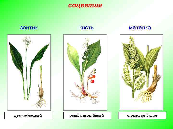 соцветия зонтик кисть лук медвежий ландыш майский метелка чемерица белая 