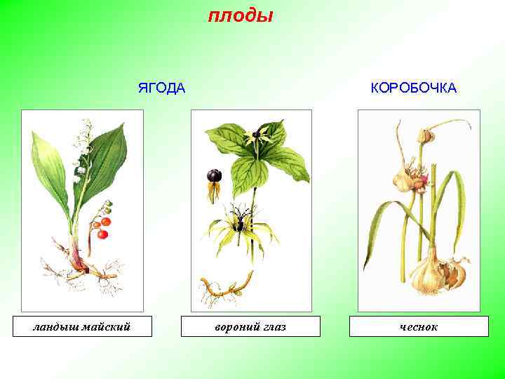 плоды ЯГОДА ландыш майский КОРОБОЧКА вороний глаз чеснок 