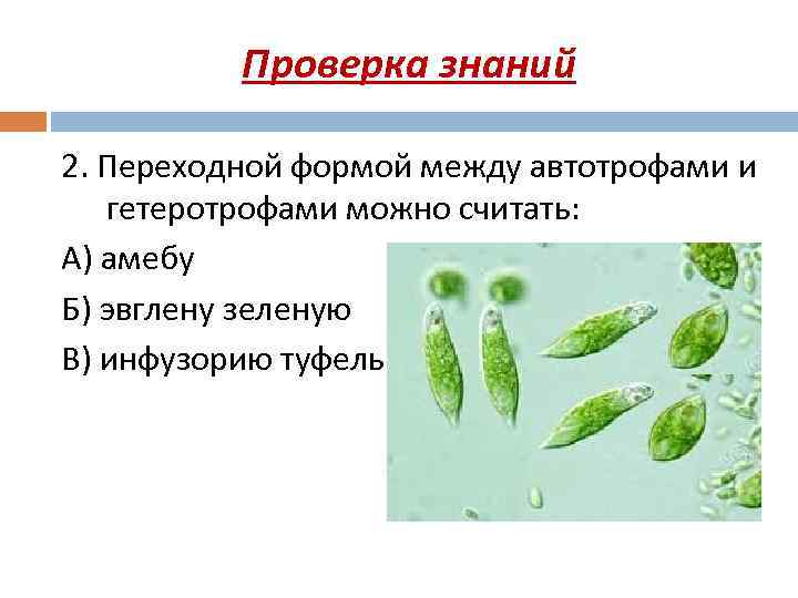 Проверка знаний 2. Переходной формой между автотрофами и гетеротрофами можно считать: А) амебу Б)