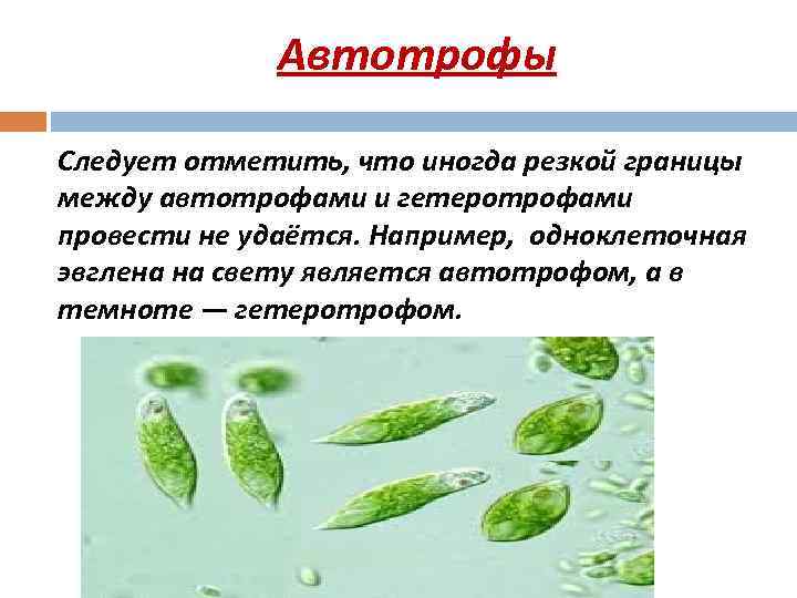  Автотрофы Следует отметить, что иногда резкой границы между автотрофами и гетеротрофами провести не