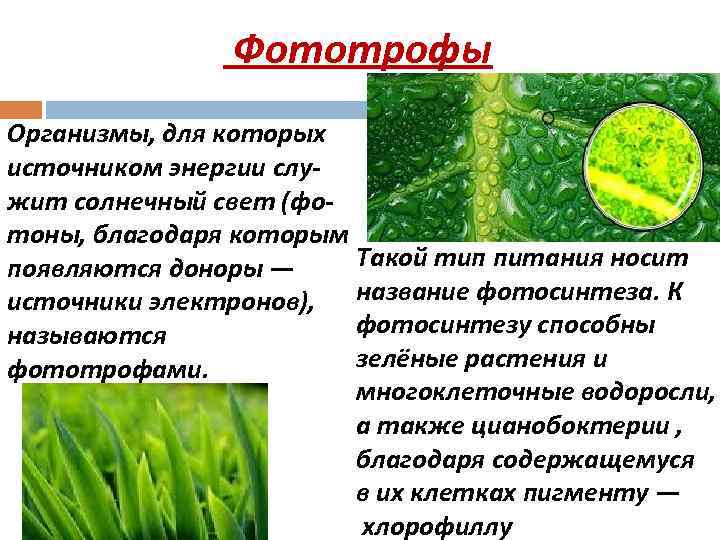 Автотрофы организмы способные