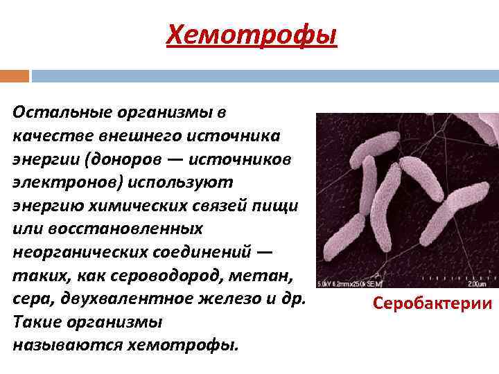 Хемотрофы Остальные организмы в качестве внешнего источника энергии (доноров — источников электронов) используют энергию