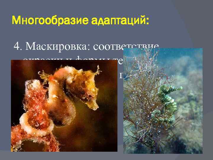 Многообразие адаптаций: 4. Маскировка: соответствие окраски и формы тела объектам неживой природы. 