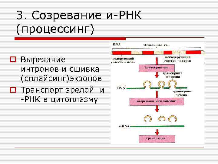 3. Созревание и-РНК (процессинг) o Вырезание интронов и сшивка (сплайсинг)экзонов o Транспорт зрелой и