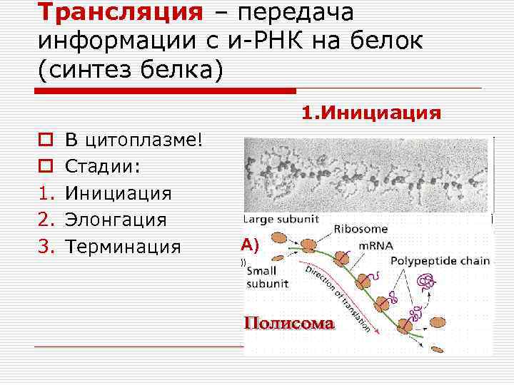 Трансляция – передача информации с и-РНК на белок (синтез белка) 1. Инициация o o