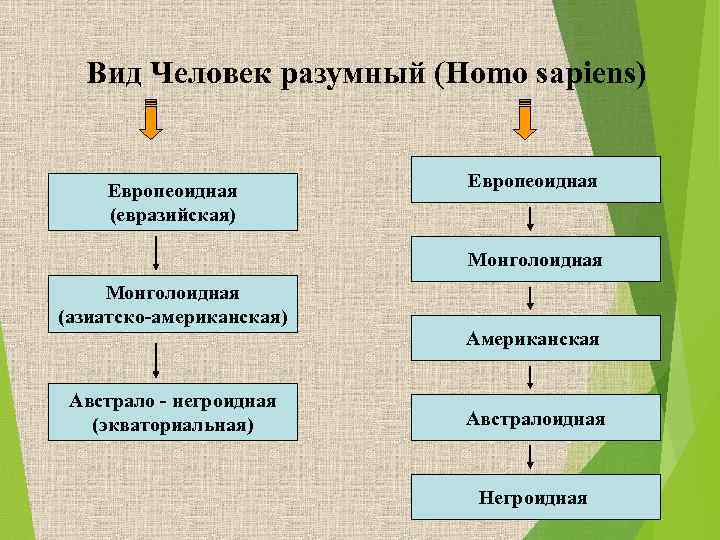 Вид Человек разумный (Homo sapiens) Европеоидная (евразийская) Европеоидная Монголоидная (азиатско-американская) Австрало - негроидная (экваториальная)