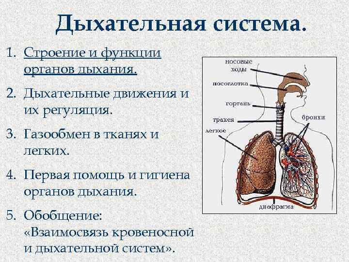 Дыхательная система. 1. Строение и функции органов дыхания. 2. Дыхательные движения и их регуляция.