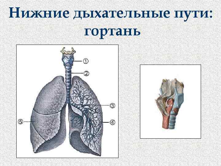 Нижние дыхательные пути: гортань 