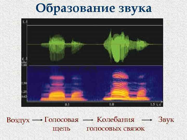 Образование звука Воздух Голосовая щель Колебания голосовых связок Звук 