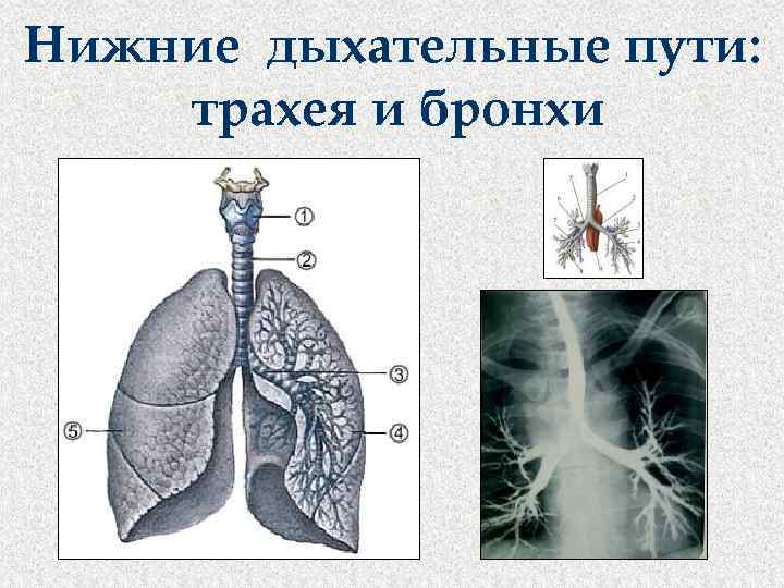 Нижние дыхательные пути: трахея и бронхи 