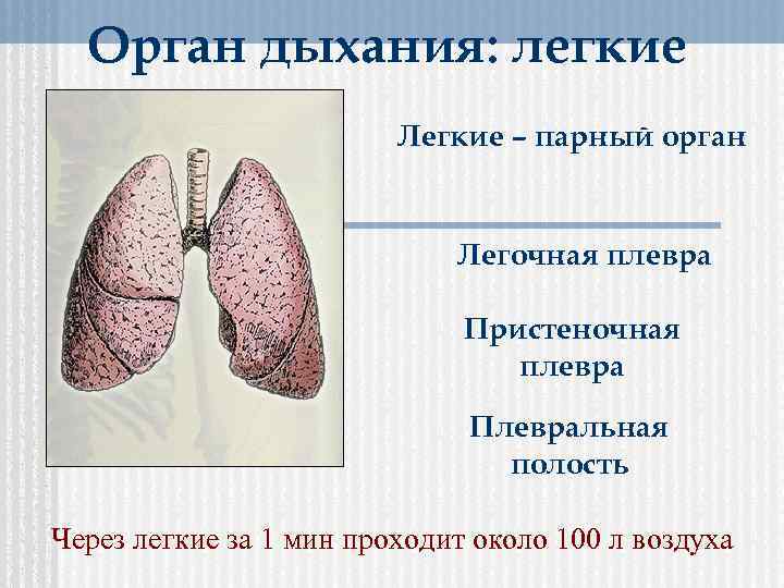 Орган дыхания: легкие Легкие – парный орган Легочная плевра Пристеночная плевра Плевральная полость Через