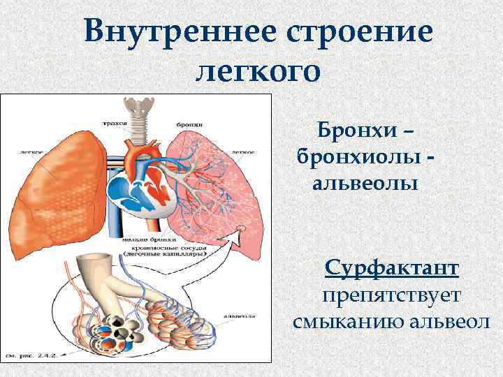 Бронхи легкие анатомия