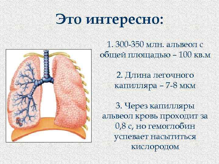 Это интересно: 1. 300 -350 млн. альвеол с общей площадью – 100 кв. м