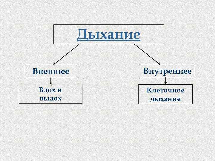 Дыхание Внешнее Внутреннее Вдох и выдох Клеточное дыхание 