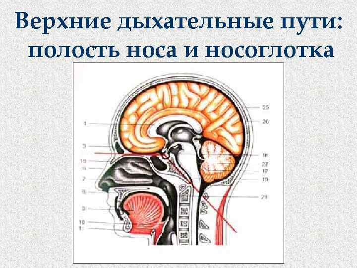 Верхние дыхательные пути: полость носа и носоглотка 