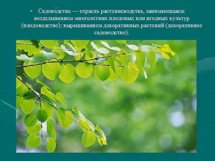  • Садово дство — отрасль растениеводства, занимающаяся: возделыванием многолетних плодовых или ягодных культур