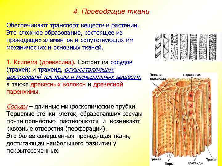 4. Проводящие ткани Обеспечивают транспорт веществ в растении. Это сложное образование, состоящее из проводящих