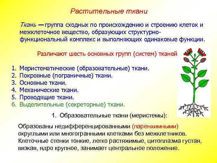 Растительные ткани Ткань — группа сходных по происхождению и строению клеток и межклеточное вещество,