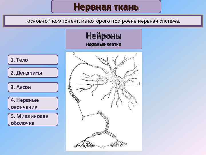 Нервная ткань -основной компонент, из которого построена нервная система. Нейроны нервные клетки 1. Тело