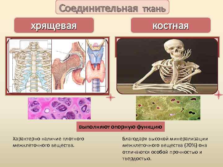 Соединительная ткань хрящевая костная -находится в хрящевой части ребер (в области соединения с грудиной),