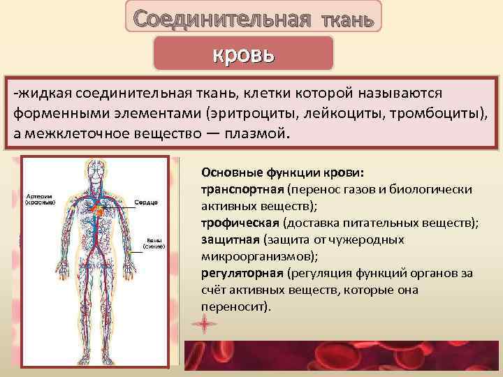 Соединительная ткань кровь -жидкая соединительная ткань, клетки которой называются форменными элементами (эритроциты, лейкоциты, тромбоциты),