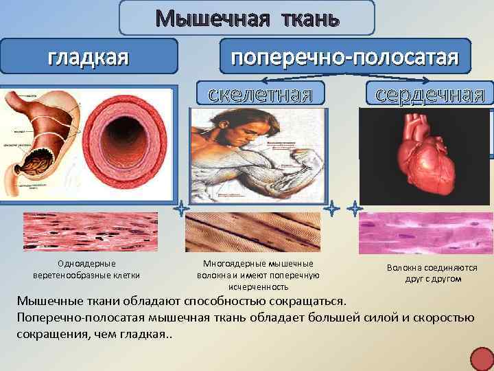 Мышечная ткань гладкая входят в состав стенок кишечника, кровеносных сосудов, дыхательных путей, выделительных и