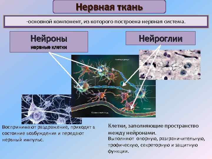 Нервная ткань -основной компонент, из которого построена нервная система. Нейроны нервные клетки Воспринимают раздражение,