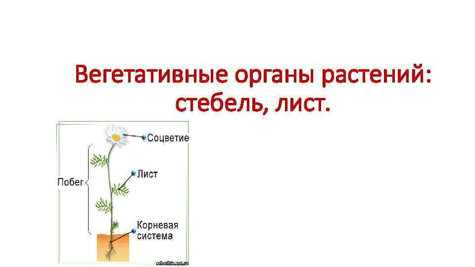 Лист орган растения. Стебель - осевой надземный вегетативный орган. Вегетативные органы растений стебель. Вегетативные органы цветка. Вегетативные органы растений стебель строение.