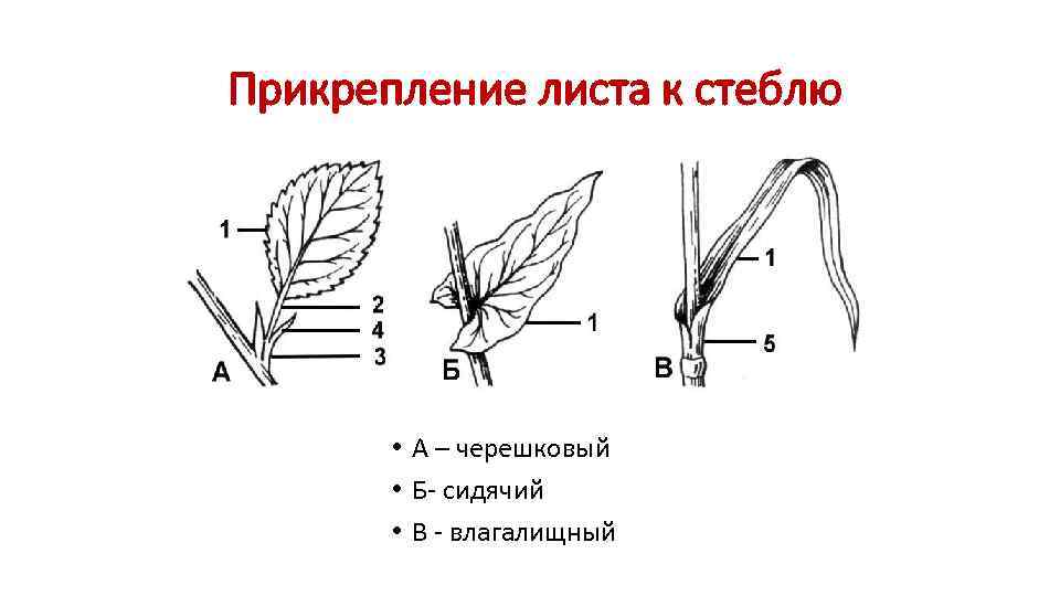 Прикрепление листа к стеблю • А – черешковый • Б- сидячий • В -