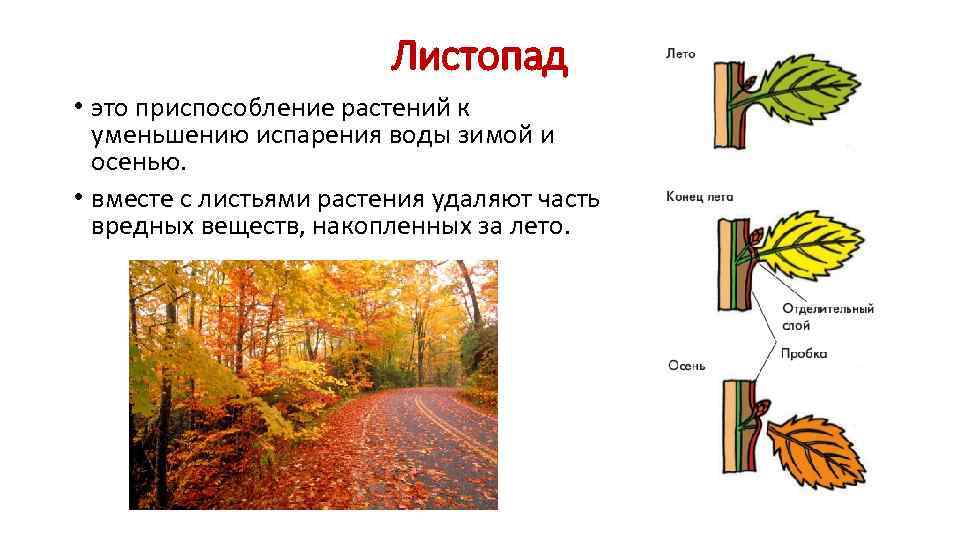 Листопад • это приспособление растений к уменьшению испарения воды зимой и осенью. • вместе