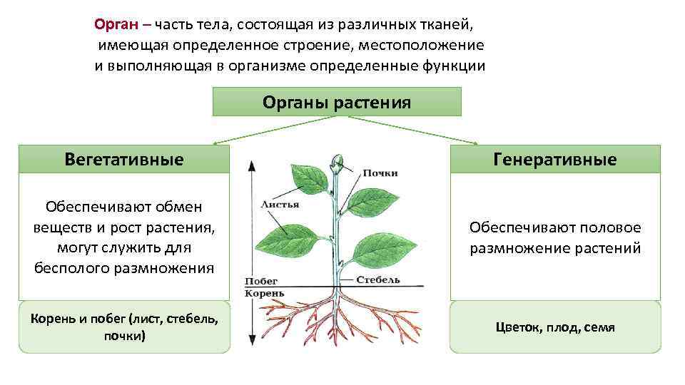 Орган – часть тела, состоящая из различных тканей, имеющая определенное строение, местоположение и выполняющая