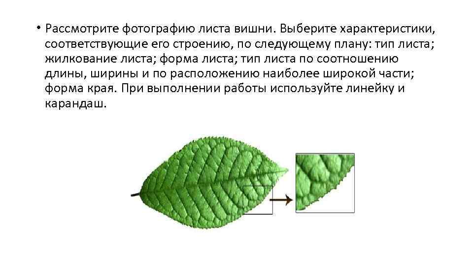  • Рассмотрите фотографию листа вишни. Выберите характеристики, соответствующие его строению, по следующему плану: