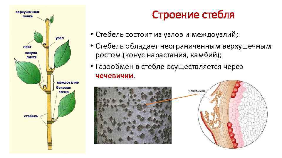 Строение стебля • Стебель состоит из узлов и междоузлий; • Стебель обладает неограниченным верхушечным