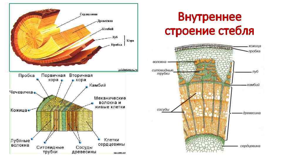 Внутреннее строение стебля 