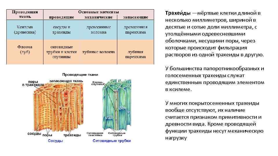 Трахеи ды —мёртвые клетки длиной в несколько миллиметров, шириной в десятые и сотые доли