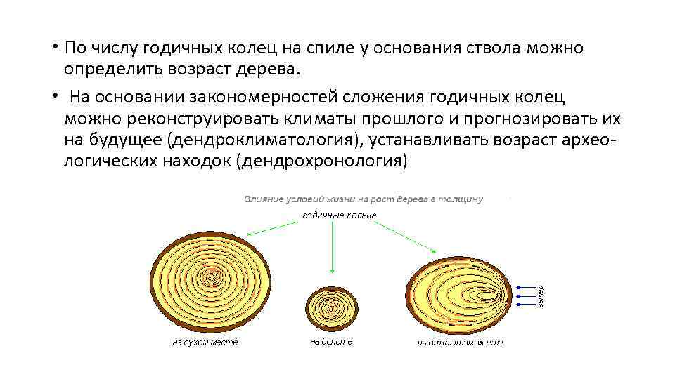  • По числу годичных колец на спиле у основания ствола можно определить возраст