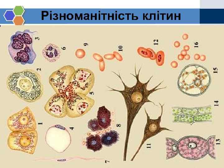 Різноманітність клітин 