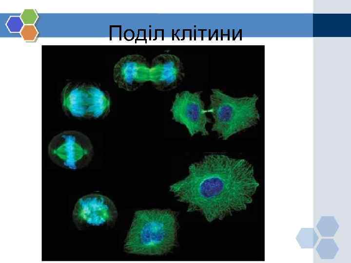 Поділ клітини 