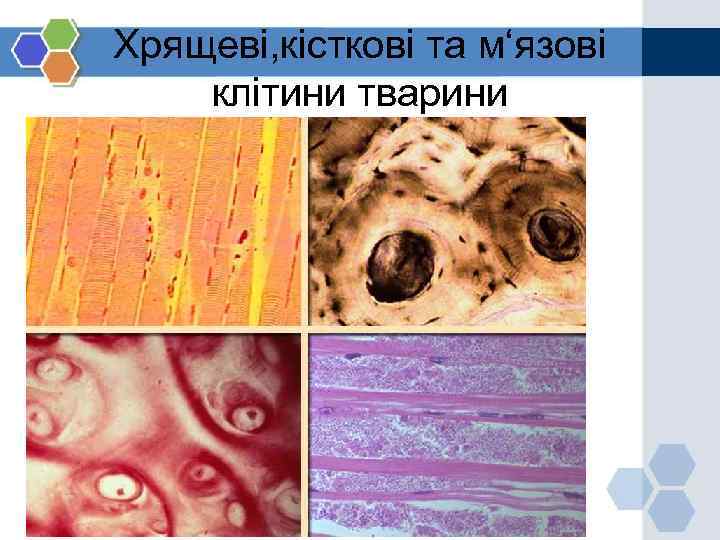 Хрящеві, кісткові та м‘язові клітини тварини 