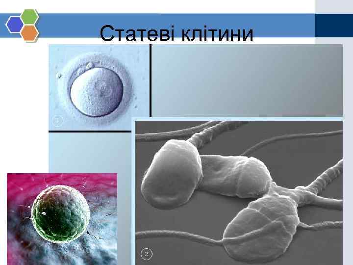 Статеві клітини 