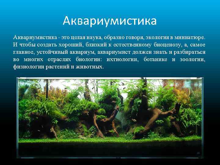 Аквариумистика - это целая наука, образно говоря, экология в миниатюре. И чтобы создать хороший,