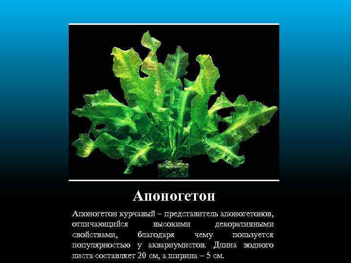 Апоногетон курчавый – представитель апоногетонов, отличающийся высокими декоративными свойствами, благодаря чему пользуется популярностью у