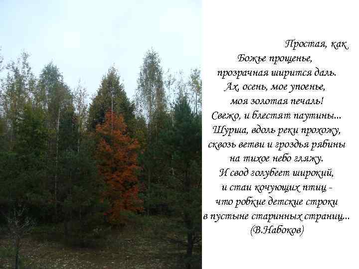  Простая, как Божье прощенье, прозрачная ширится даль. Ах, осень, моe упоенье, моя золотая