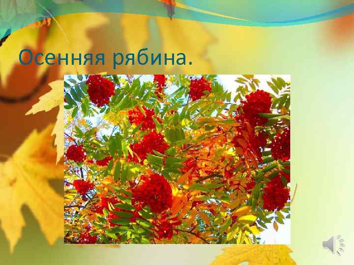 Осенняя рябина. 