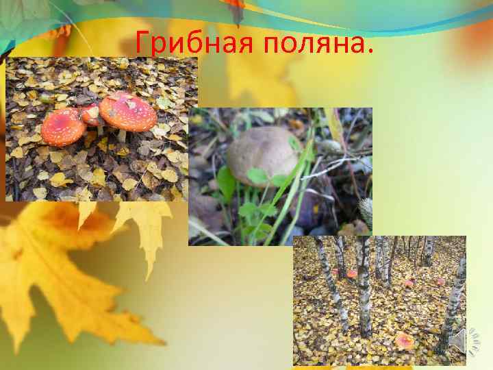 Грибная поляна. 