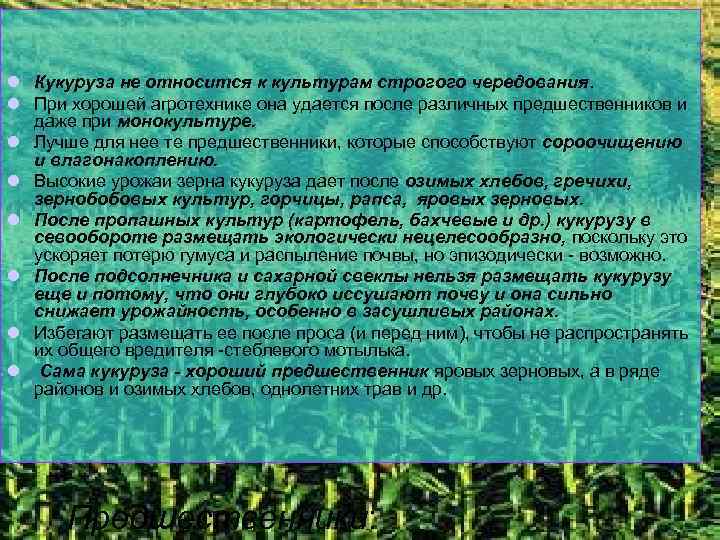 l Кукуруза не относится к культурам строгого чередования. l При хорошей агротехнике она удается