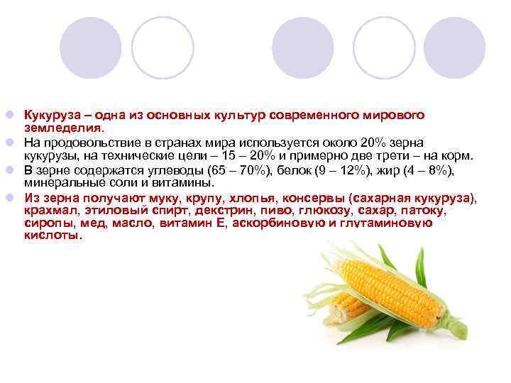 l Кукуруза – одна из основных культур современного мирового земледелия. l На продовольствие в